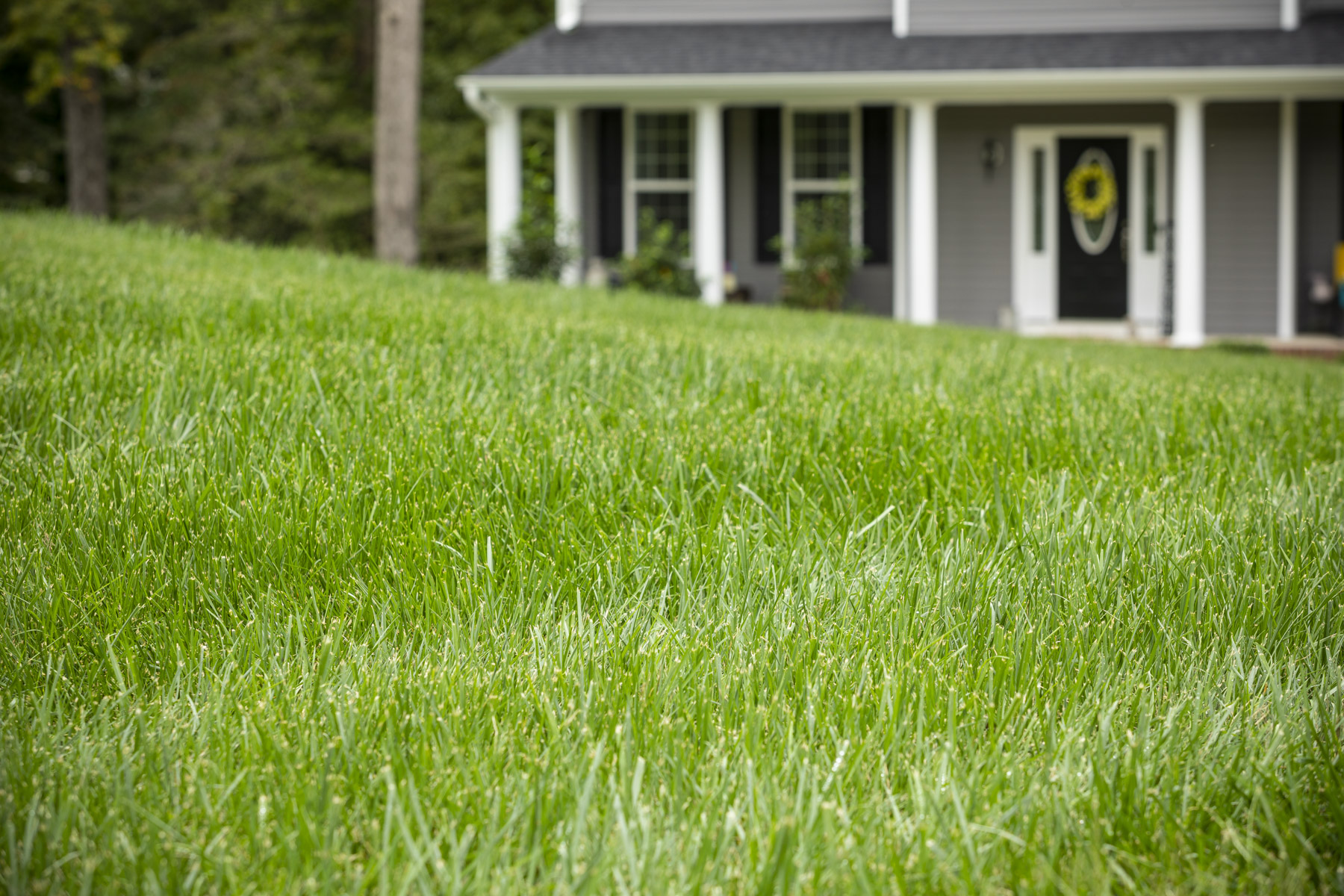 How to Manage Multiple Types of Grass in the Same Lawn