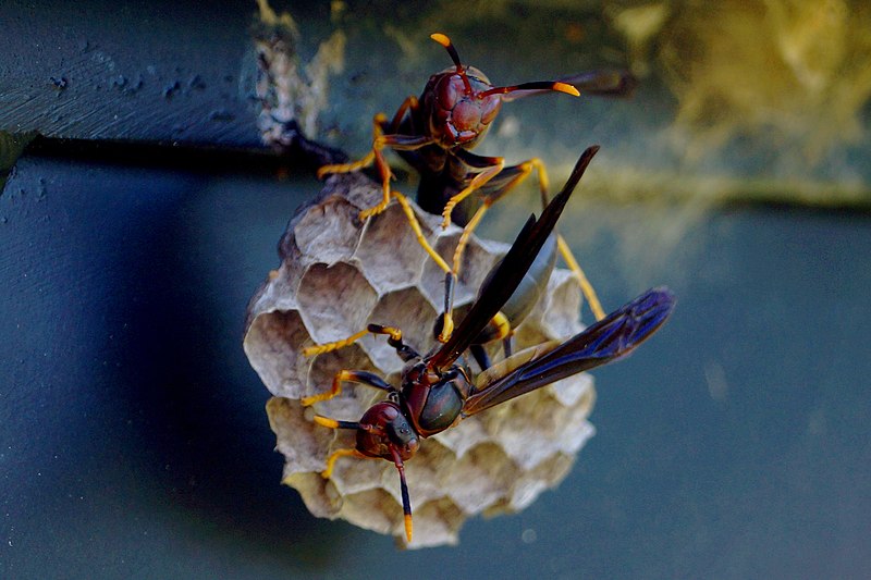 paper wasps