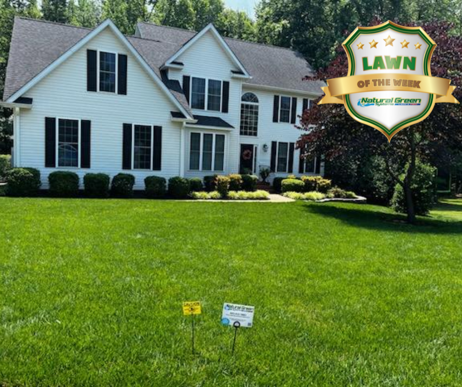 The 10 Best Lawn Pest Control Services Near Me (Free Quotes)