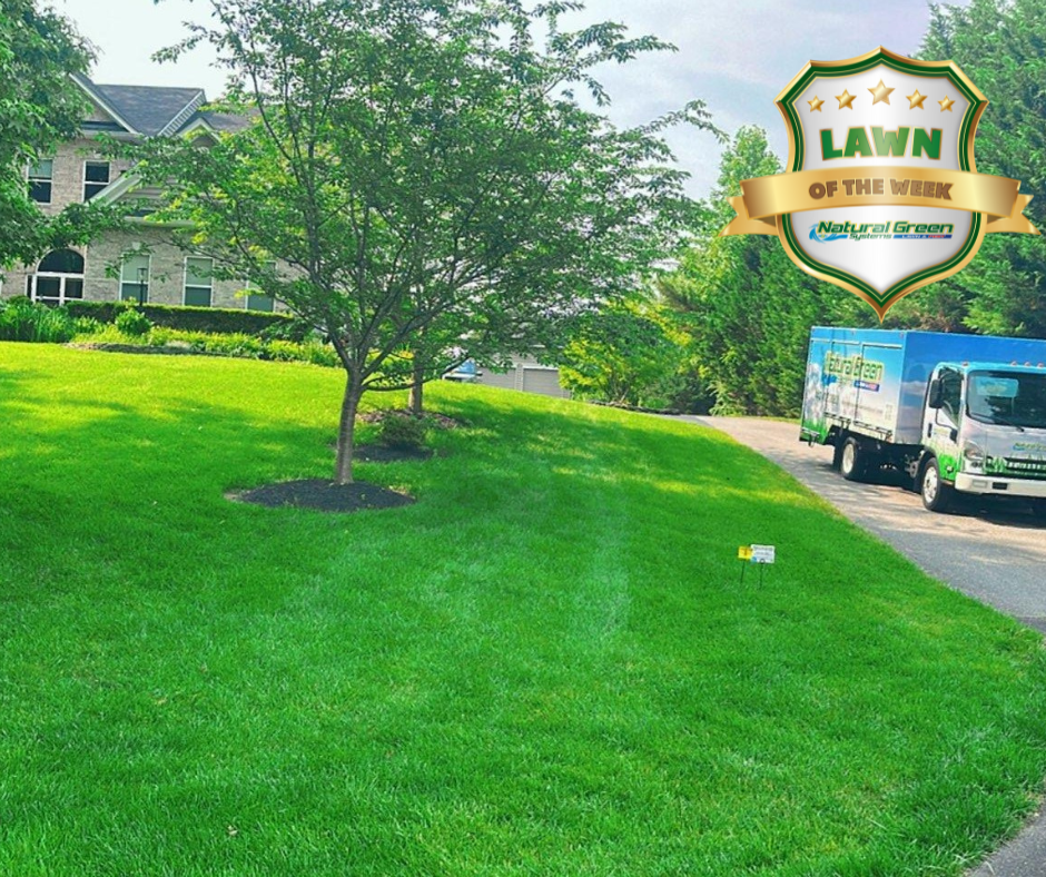 Sustainable Lawn Pest Control Service | Freedom Lawns | Grubs, Ticks ...