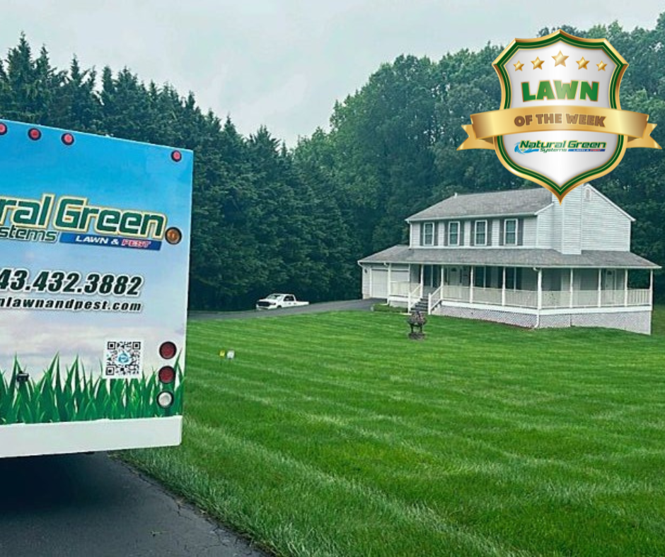 Best Pest Control and Yard Treatment | Soil Wizards